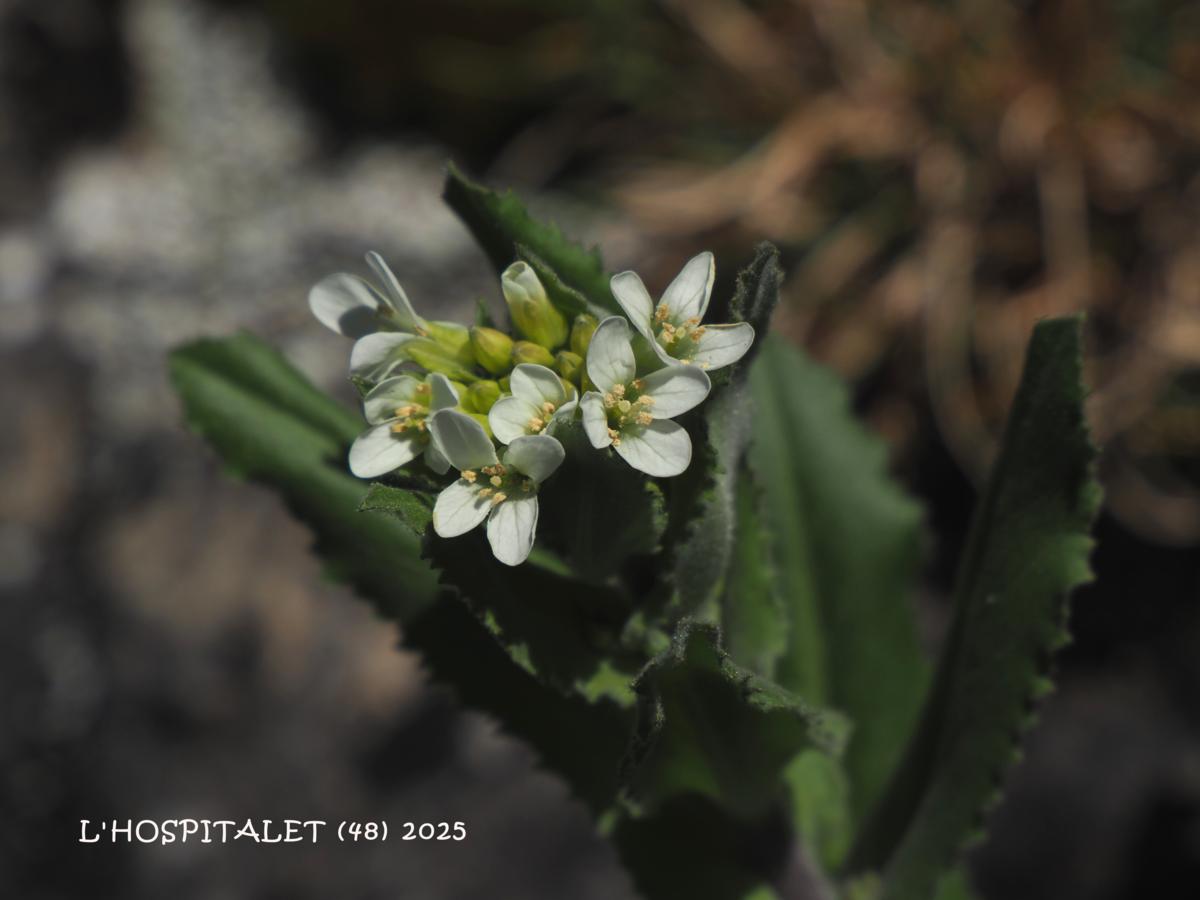 Rock-cress, Tower flower